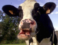 Emeuha