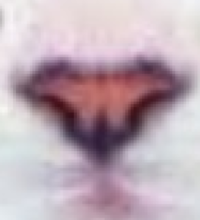 Chat Sautillant